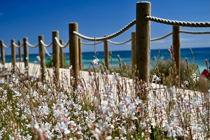 GeckoBlumen